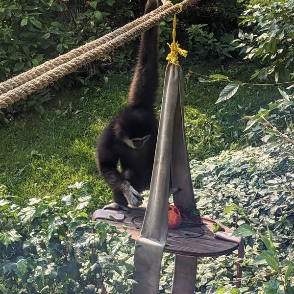 Gibbon in the Zoo with a beet